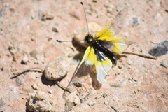 Libelloides baeticus