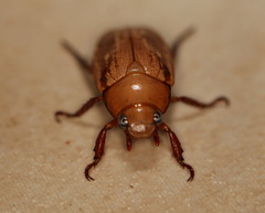 Anoplognathus concolor