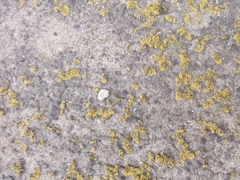 Polycauliona candelaria