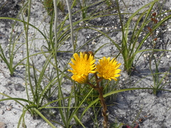 Berkheya herbacea