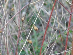 Mantisalca salmantica