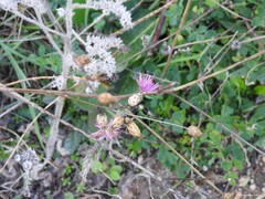 Mantisalca salmantica