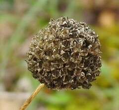 Cephalaria leucantha