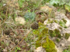 Cephalaria leucantha