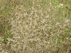 Scolymus hispanicus