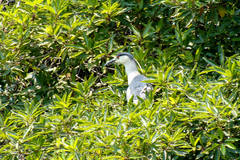 Nycticorax nycticorax