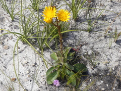 Berkheya herbacea