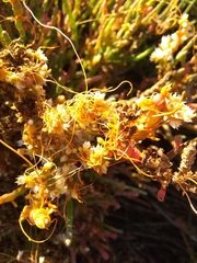Cuscuta pacifica