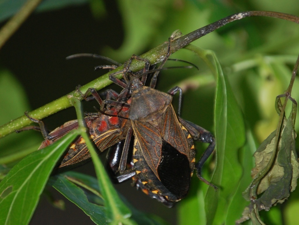 Pachylis tenuicornis