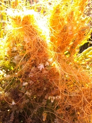 Cuscuta pacifica