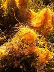 Cuscuta pacifica