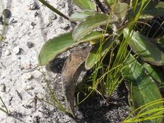 Berkheya herbacea