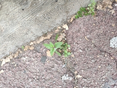 Amaranthus deflexus