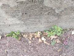 Amaranthus deflexus