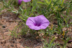 Ipomoea crassipes