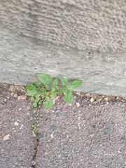 Amaranthus deflexus
