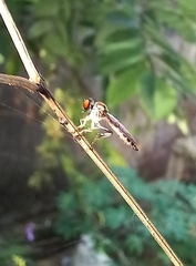 Ommatiini