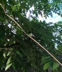 Ommatiini