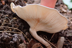 Clitocybaceae