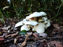 Macrocybe