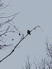 Glaucidium passerinum