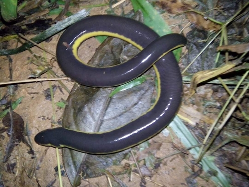 Koh Tao Caecilian