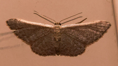Idaea costaria