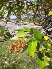 Byrsonima crassifolia