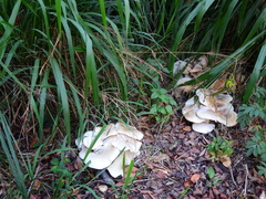 Macrocybe