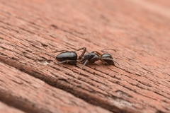 Camponotus vitiosus
