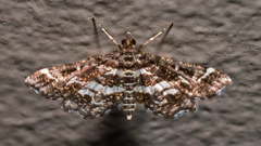 Diasemiopsis ramburialis