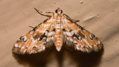 Parapoynx sinuosa