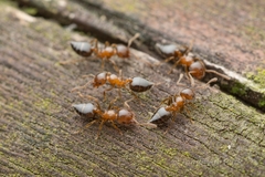 Crematogaster matsumurai