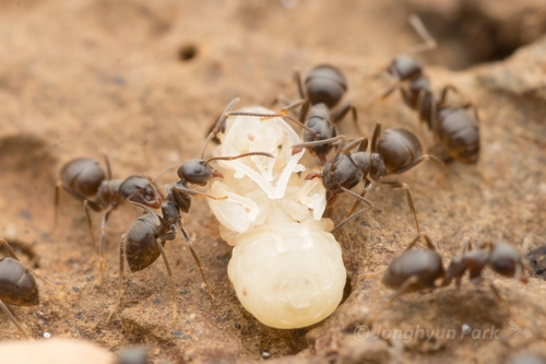 Lasius japonicus photo 4