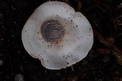 Clitocybaceae