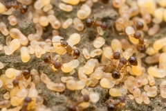 Pristomyrmex punctatus