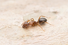 Camponotus vitiosus