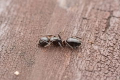 Camponotus vitiosus