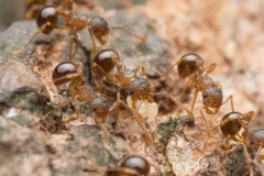 Pristomyrmex punctatus