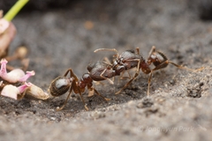 Pheidole nodus