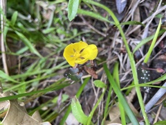 Hibbertia perfoliata