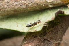 Colobopsis nipponica