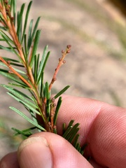 Acacia gittinsii