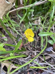 Hibbertia perfoliata