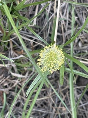 Cyperus melanospermus