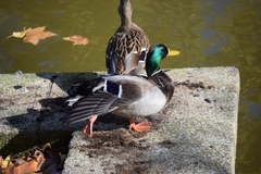 Anas platyrhynchos platyrhynchos
