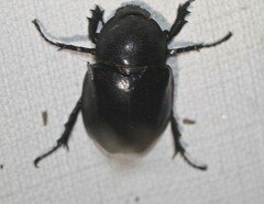 Xylotrupes australicus