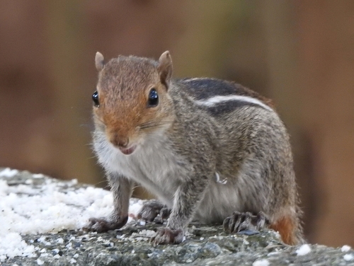 Jungle Palm Squirrel