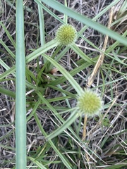 Cyperus melanospermus