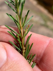 Acacia gittinsii
